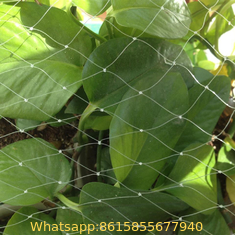 customizable various agricultural anti bird netting