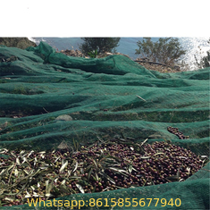 Olive falling fruit netting