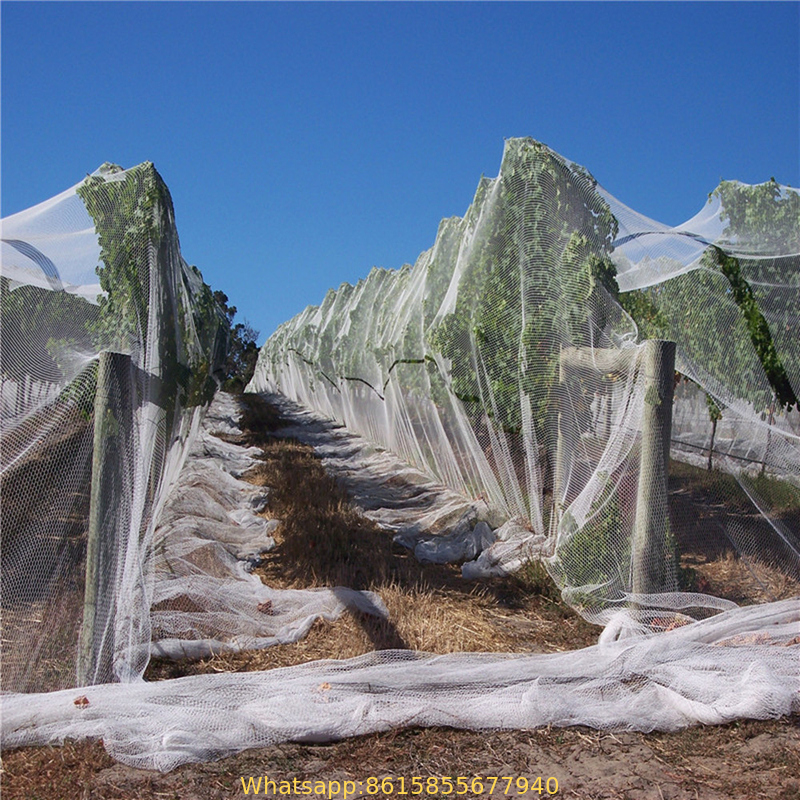 Anti hail net, agricultural protection net,hail nets, export to Yemen